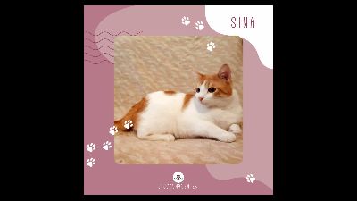 Anzeigenbild von Katze Sina möchte Dein Herz erobern