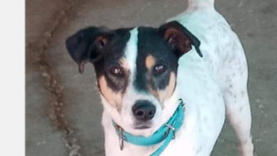 Benutzerbild von Rüde Chico