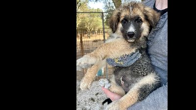 Benutzerbild von Elay sucht sein Körbchen