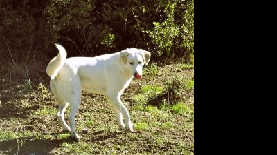 Benutzerbild von Flower