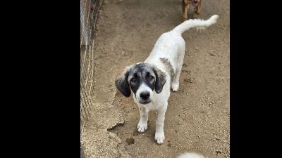 Benutzerbild von Welpe Marcy