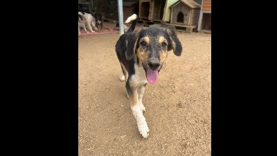 Benutzerbild von Welpe Theo