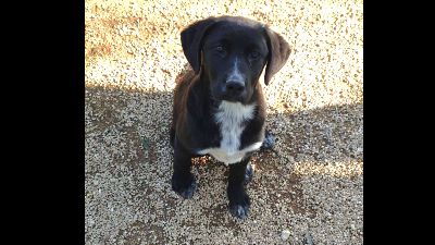 Benutzerbild von Merle sucht ihr Körbchen