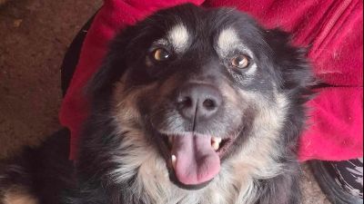 Benutzerbild von Laika, lebenslustig und menschenbezogen