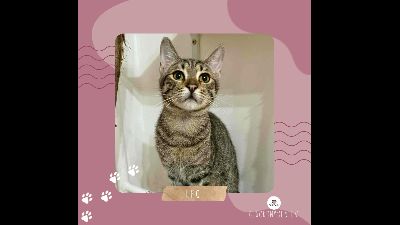 Anzeigenbild von Katerchen Leo wartet auf sein Körbchen