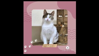 Anzeigenbild von Kätzchen Tamy möchte gern ihren Koffer packen