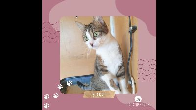 Anzeigenbild von Katze Siggy sucht Dich zum schmusen