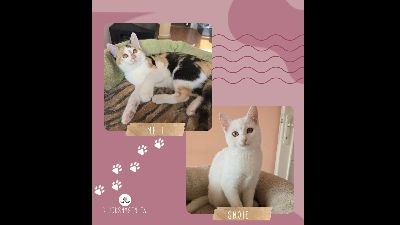 Benutzerbild von Kätzchen Meli und Snoie suchen ihr Körbchen