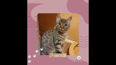 Anzeigenbild von Kätzchen Mirabelle wünscht sich eine Familie