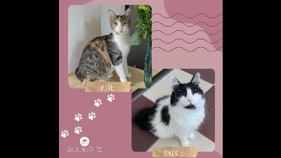Anzeigenbild von Katzen Arie und Maggie suchen Ihre Menschen