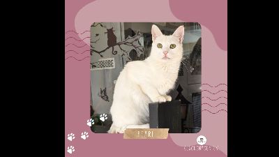 Anzeigenbild von Kätzchen Pearl wünscht sich eine Familie