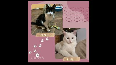 Anzeigenbild von Kater Morris und Peppi suchen Dich