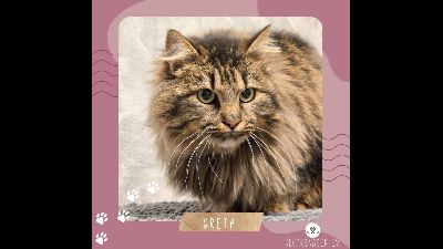 Anzeigenbild von Katze Greta sucht ihre lieben Menschen