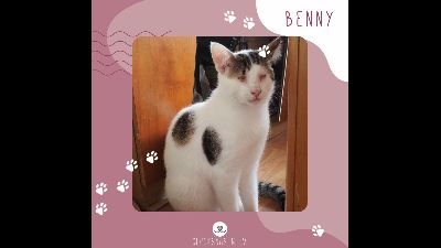 Anzeigenbild von Kater Benny wünscht sich so sehr eine Familie