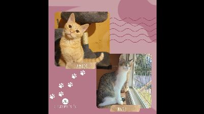 Anzeigenbild von Kätzchen Amigo und Nani sind bereit für Dich