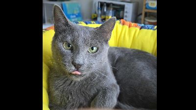 Anzeigenbild von Süße Katze Misty kuschelt gern