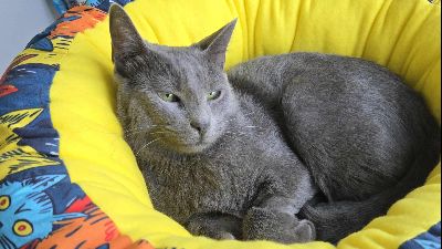 Anzeigenbild von Süße Katze Misty kuschelt gern