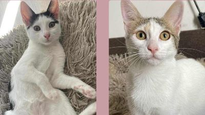 Anzeigenbild von Kätzchen Nora und Sofia warten auf Post