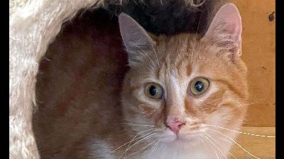 Anzeigenbild von Kater Piet sucht sein eigenes Körbchen