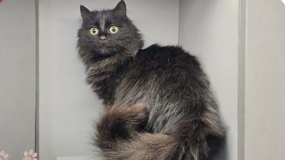 Anzeigenbild von Katze Tinka sucht ihr eigenes Körbchen