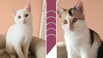 Anzeigenbild von Kätzchen Meli und Snoie suchen ihr Körbchen