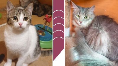 Anzeigenbild von Kätzchen Henna und Mizuki möchten reisen