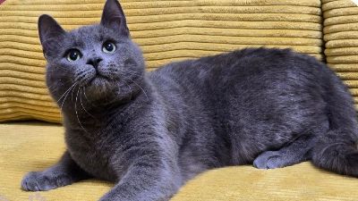 Anzeigenbild von Kater Balu möchte Deine Welt erobern