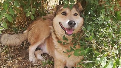Benutzerbild von Kimba, sehr lieb aber schüchtern