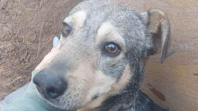 Benutzerbild von Mato, Handicap Hund
