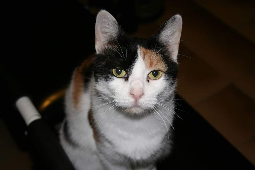 Benutzerbild von Paula sucht schönes Zuhause