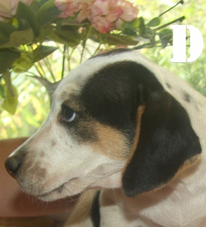 Benutzerbild von Hundevermittlung