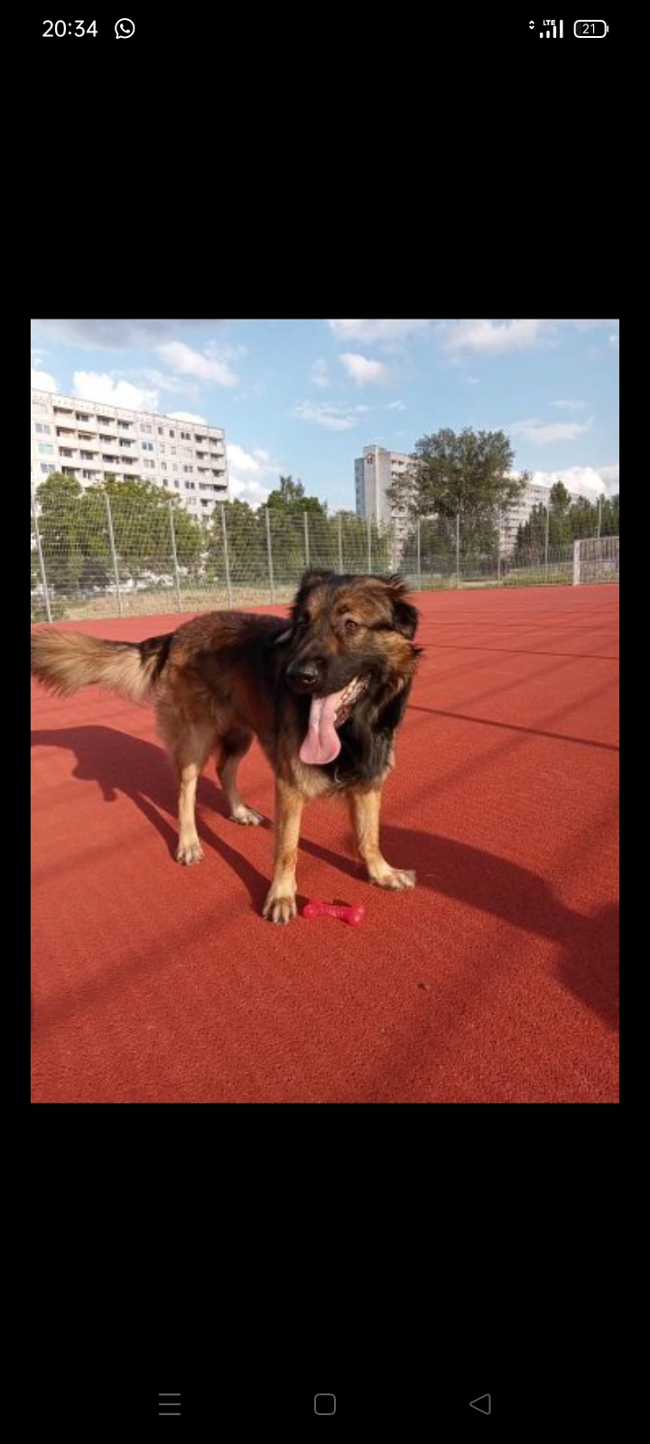 Benutzerbild von Charly sucht ein neues Zuhause