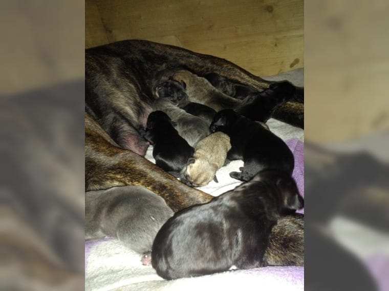 Benutzerbild von Erste deutscher Wurf Cane Da Presa gefallen!