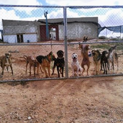 Benutzerbild von Nothunde La Mancha