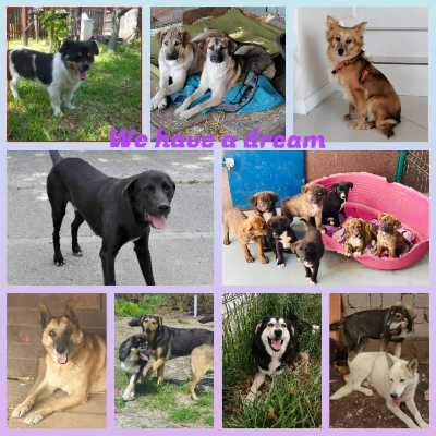 Benutzerbild von Tierhilfe WHAD